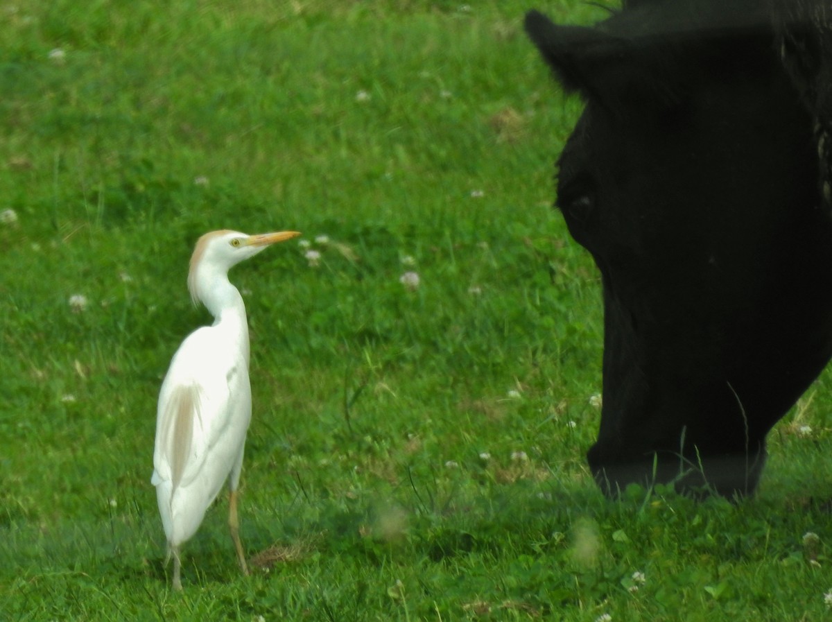 Western Cattle Egret - ML620003230