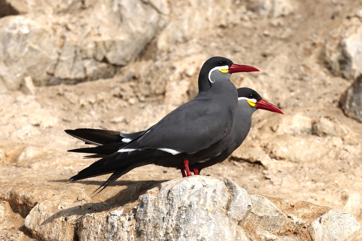 Inca Tern - ML620003232