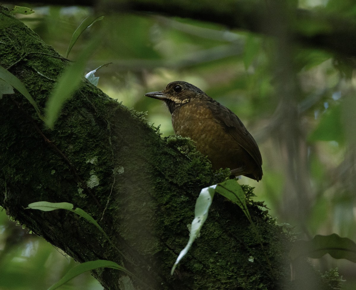 Tachira Antpitta - ML620003236