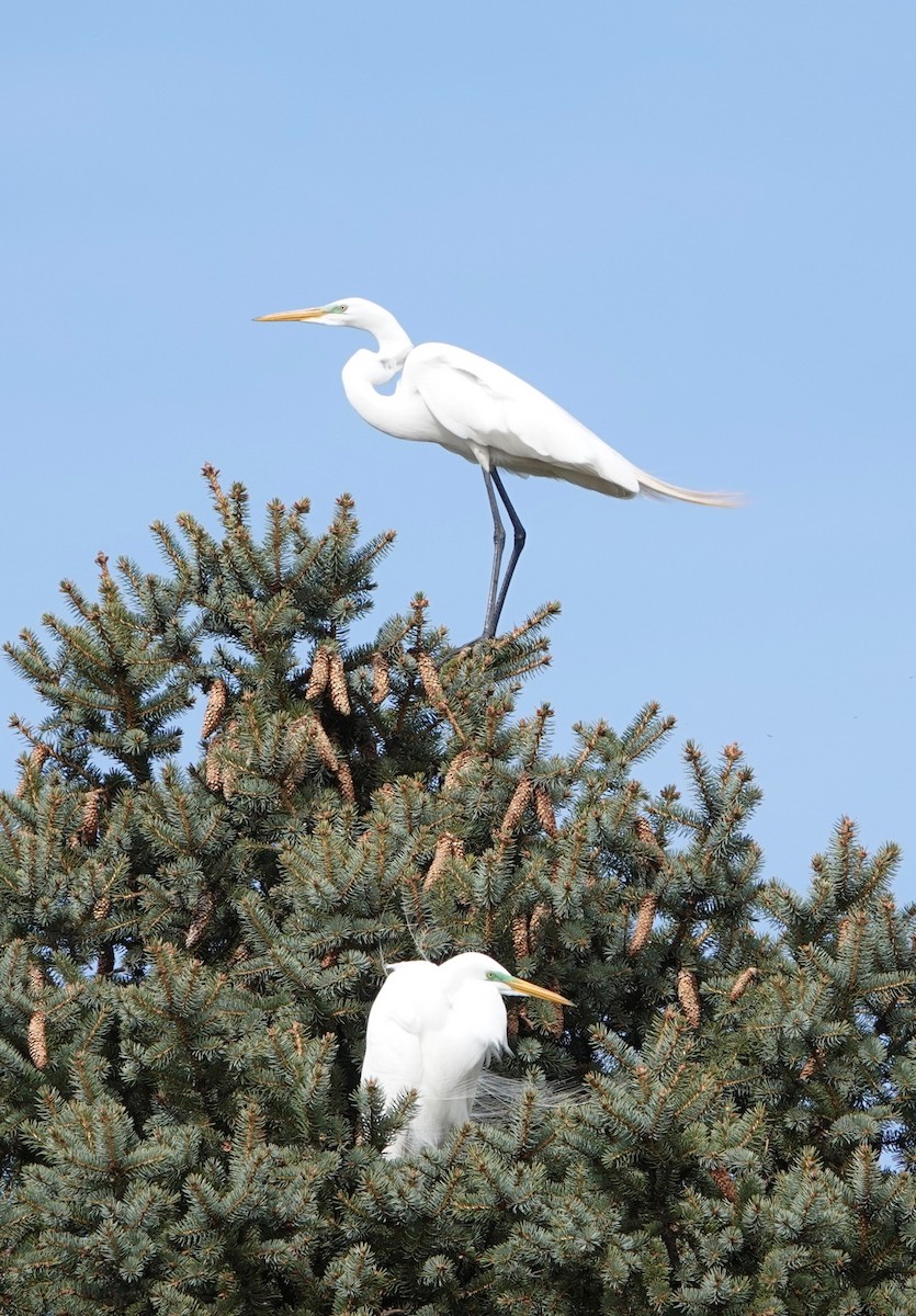 Great Egret - ML620003249