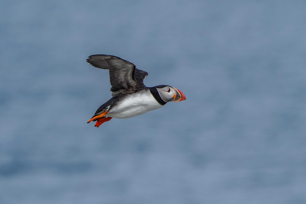 Atlantic Puffin - ML620003254