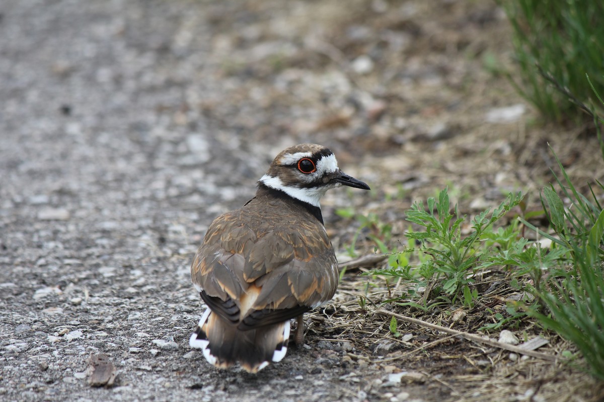 Killdeer - ML620003258