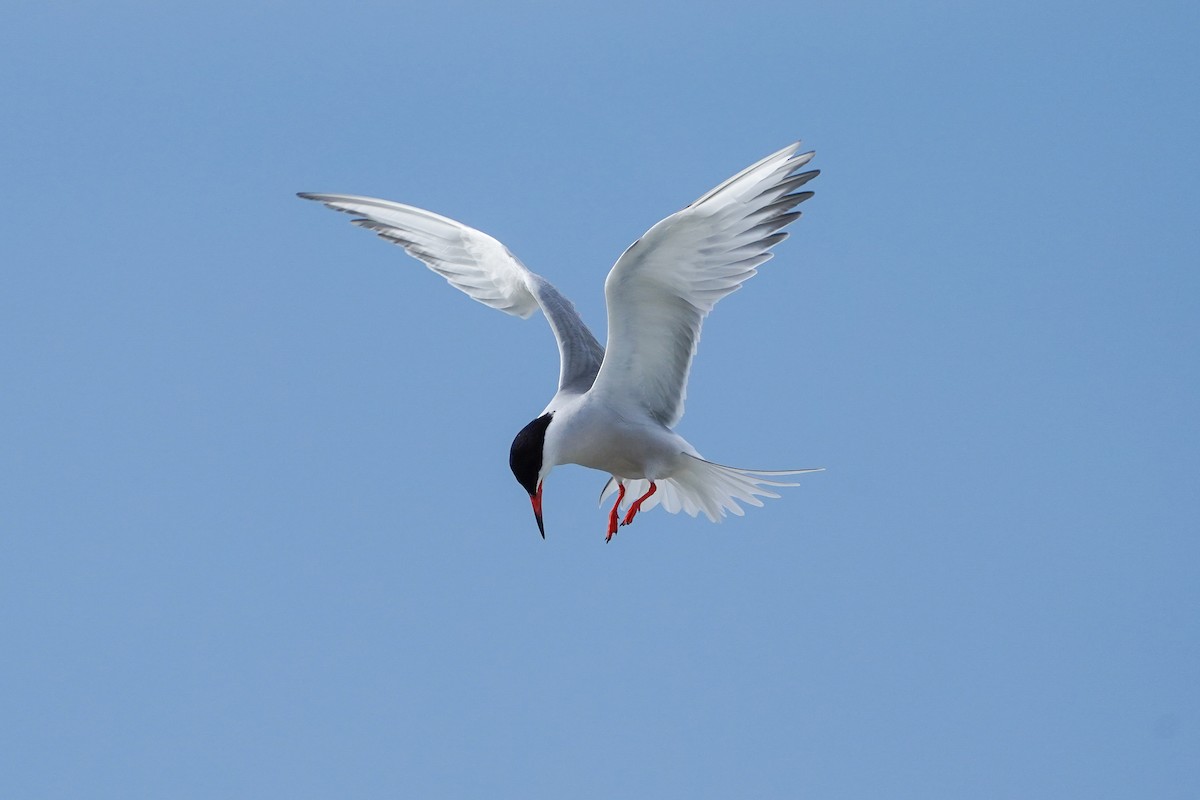 Common Tern - ML620003266