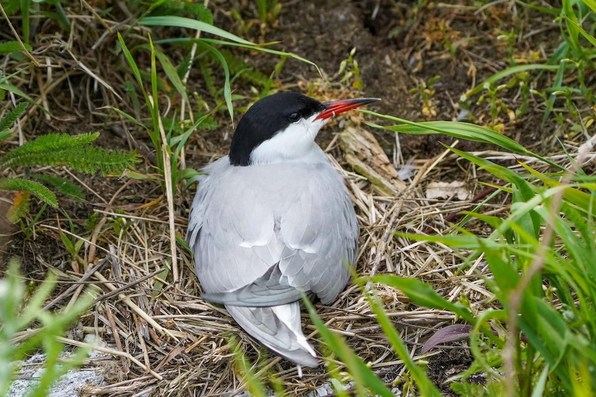 Common Tern - ML620003268