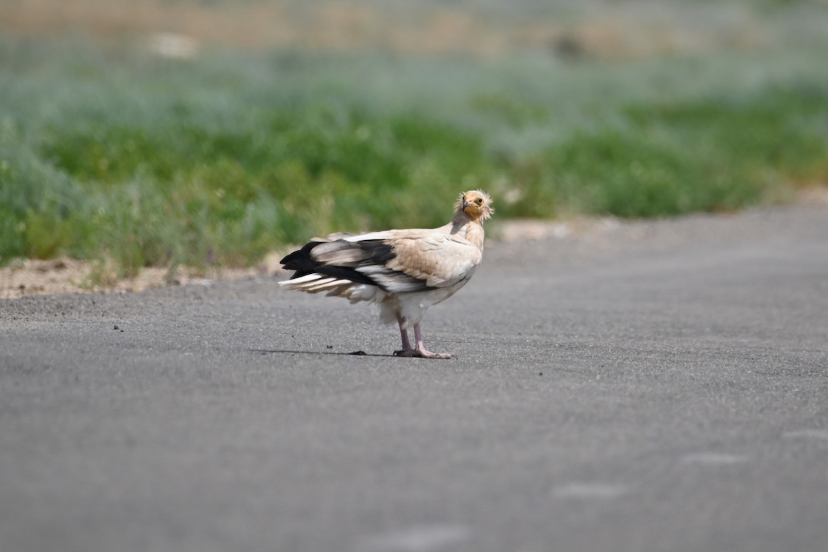 Egyptian Vulture - ML620003271