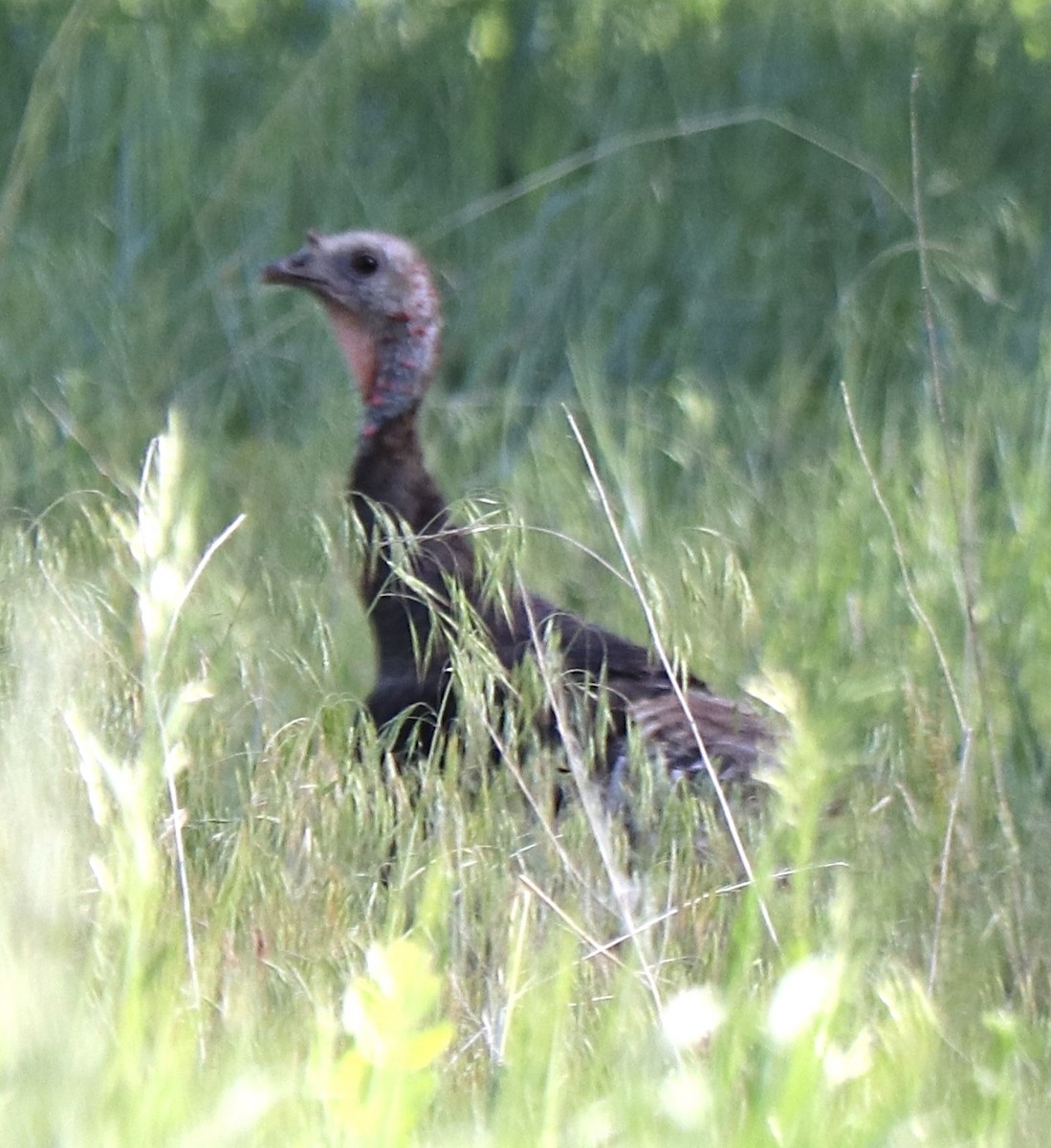 Wild Turkey - ML620003278