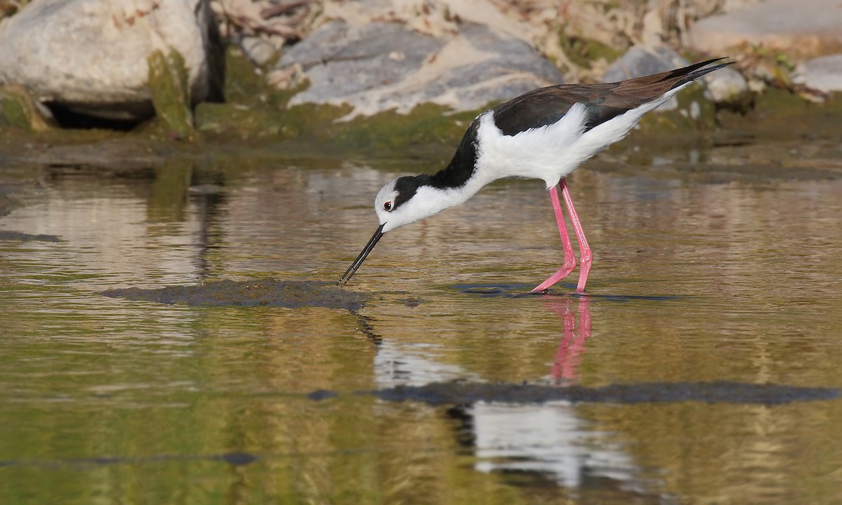 Black-necked Stilt - ML620003280