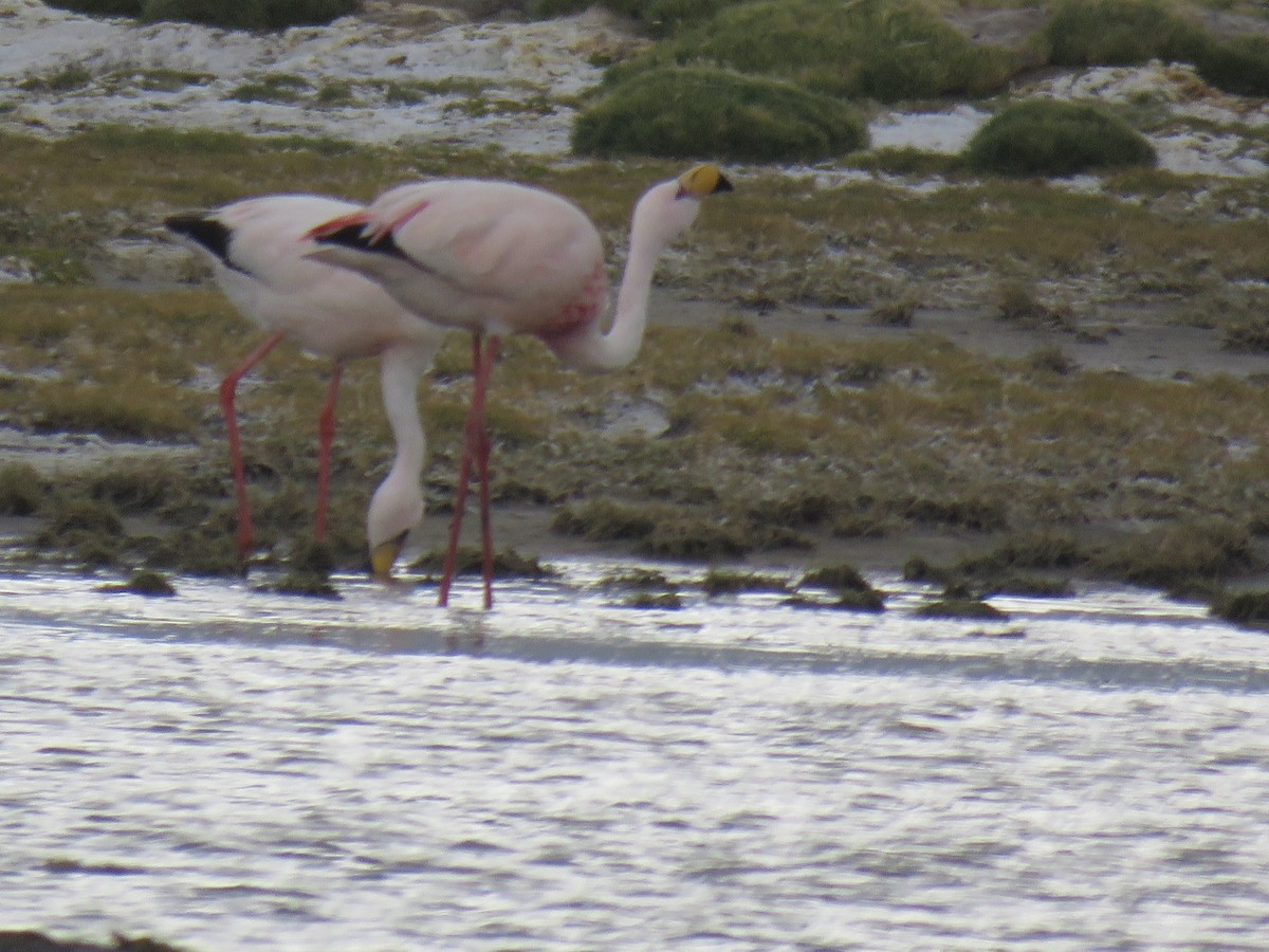 Puna Flamingosu - ML620003281