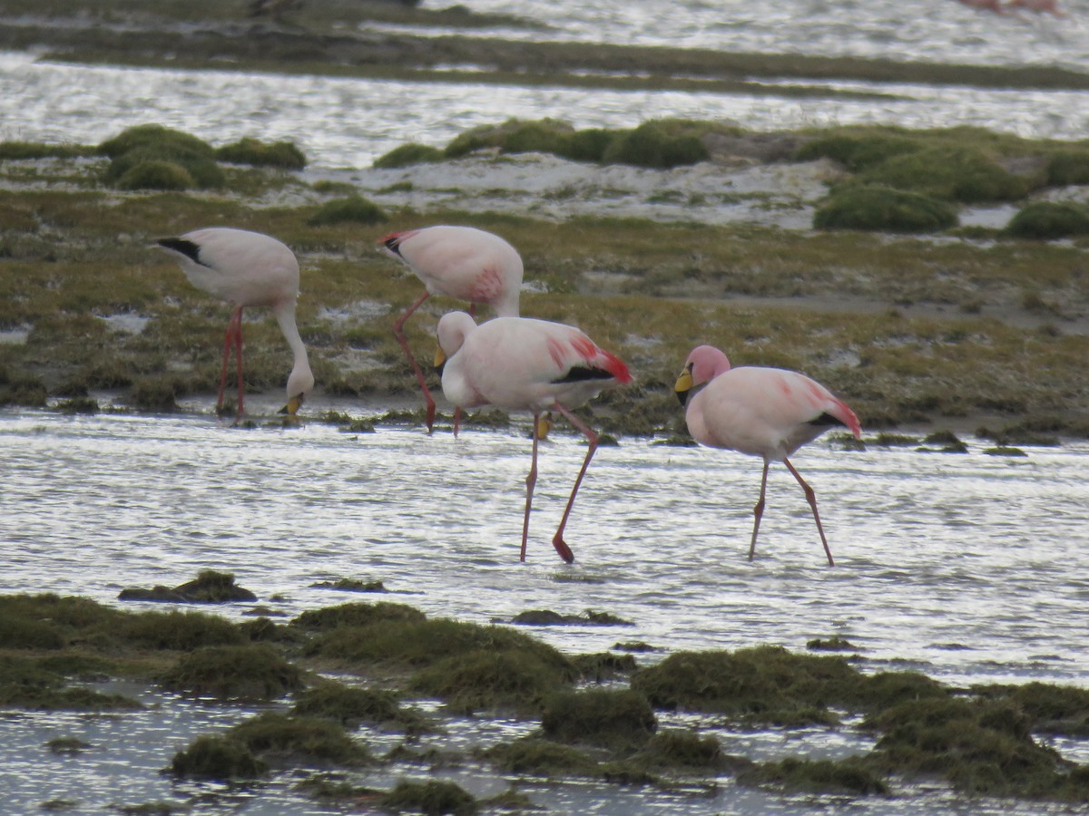 James's Flamingo - ML620003282