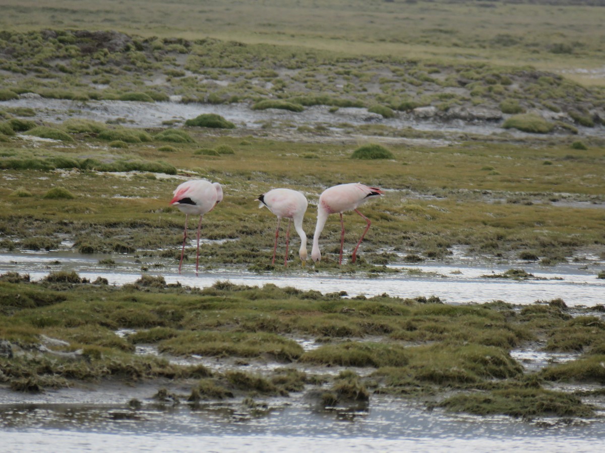 James's Flamingo - ML620003284