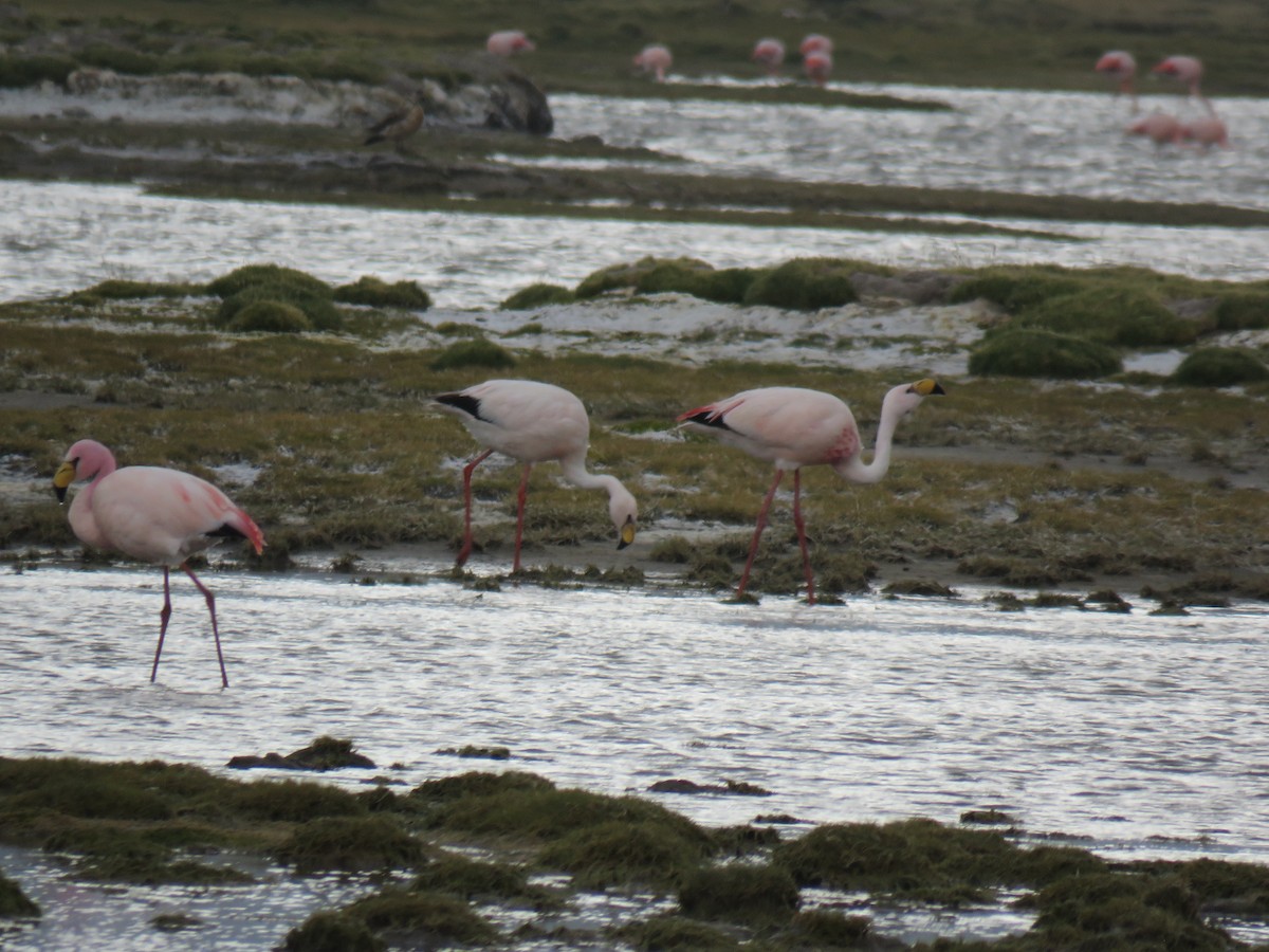 Puna Flamingosu - ML620003285