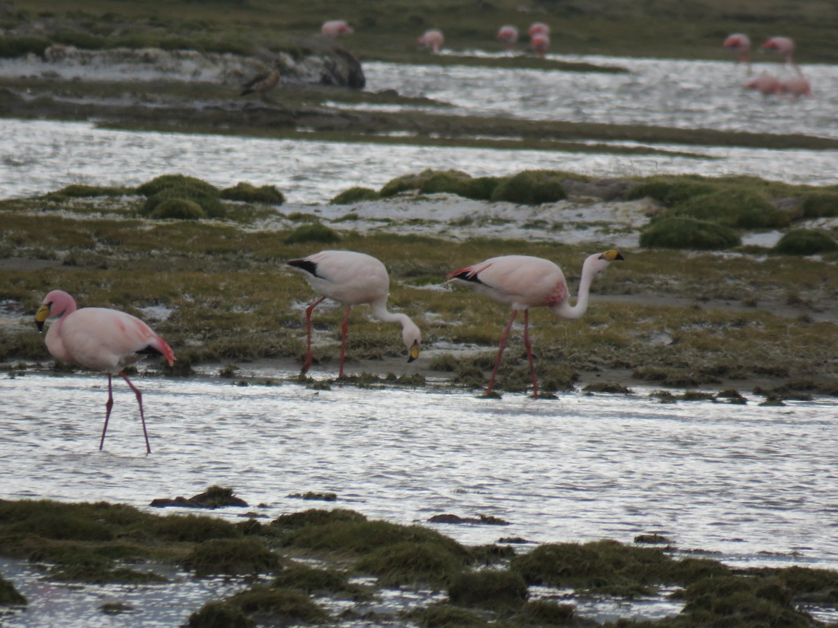 Jamesflamingo - ML620003285