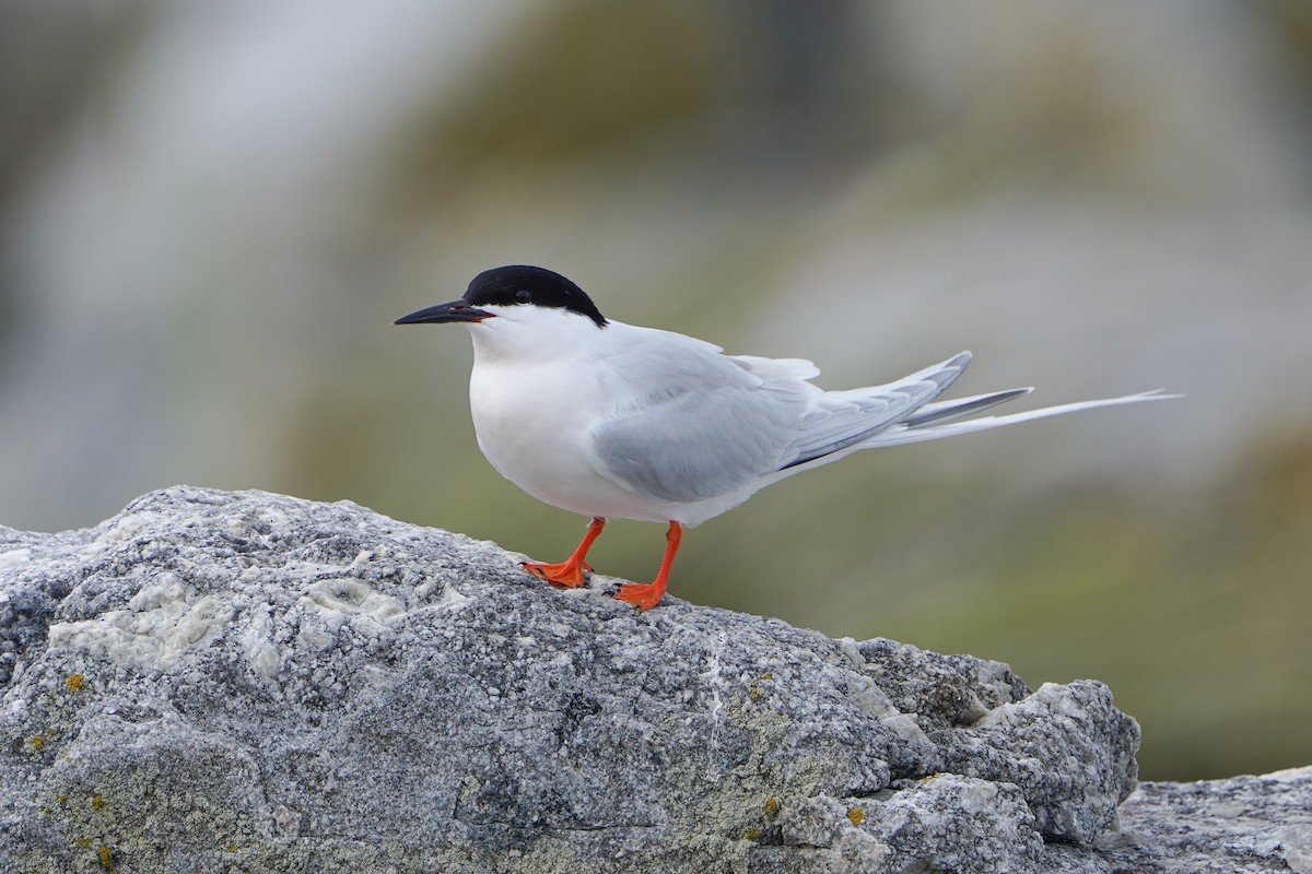 Roseate Tern - ML620003286