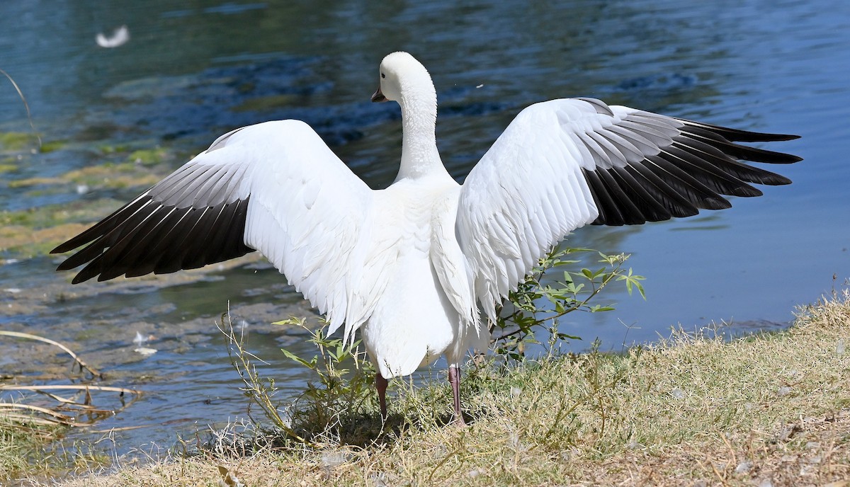 Snow Goose - ML620003288