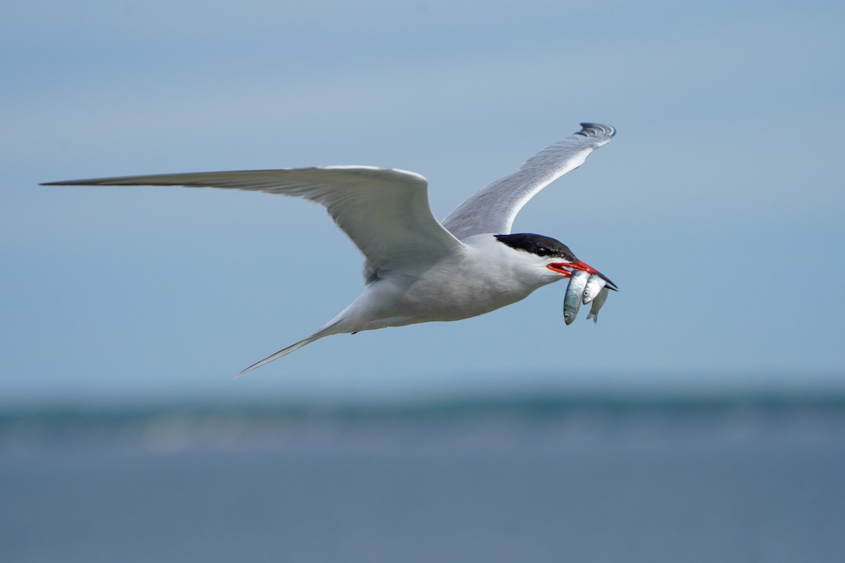 Common Tern - ML620003290