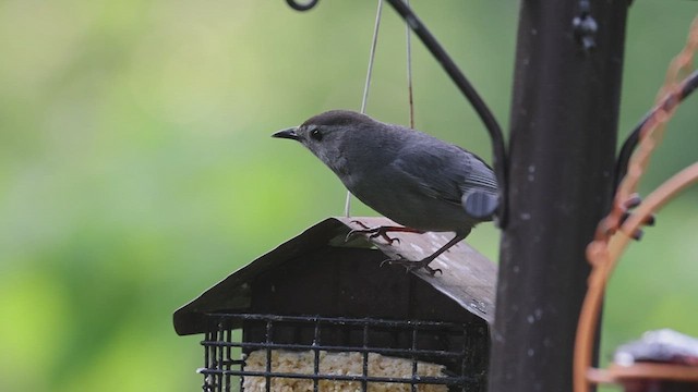 Gray Catbird - ML620003293