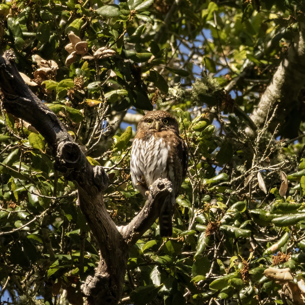 Northern Pygmy-Owl - ML620003301