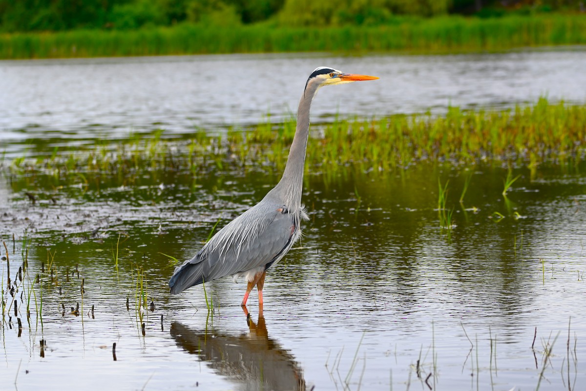 Great Blue Heron - ML620003310