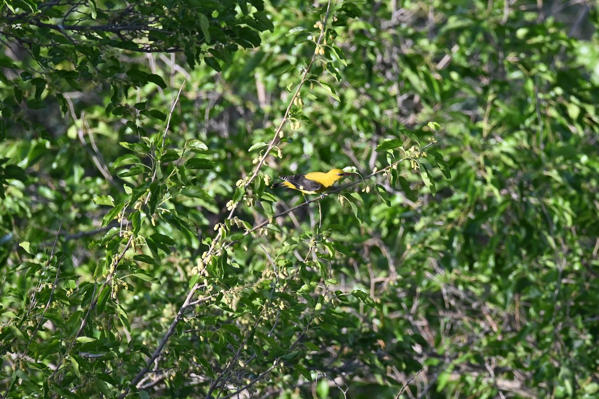 Eurasian Golden Oriole - ML620003327