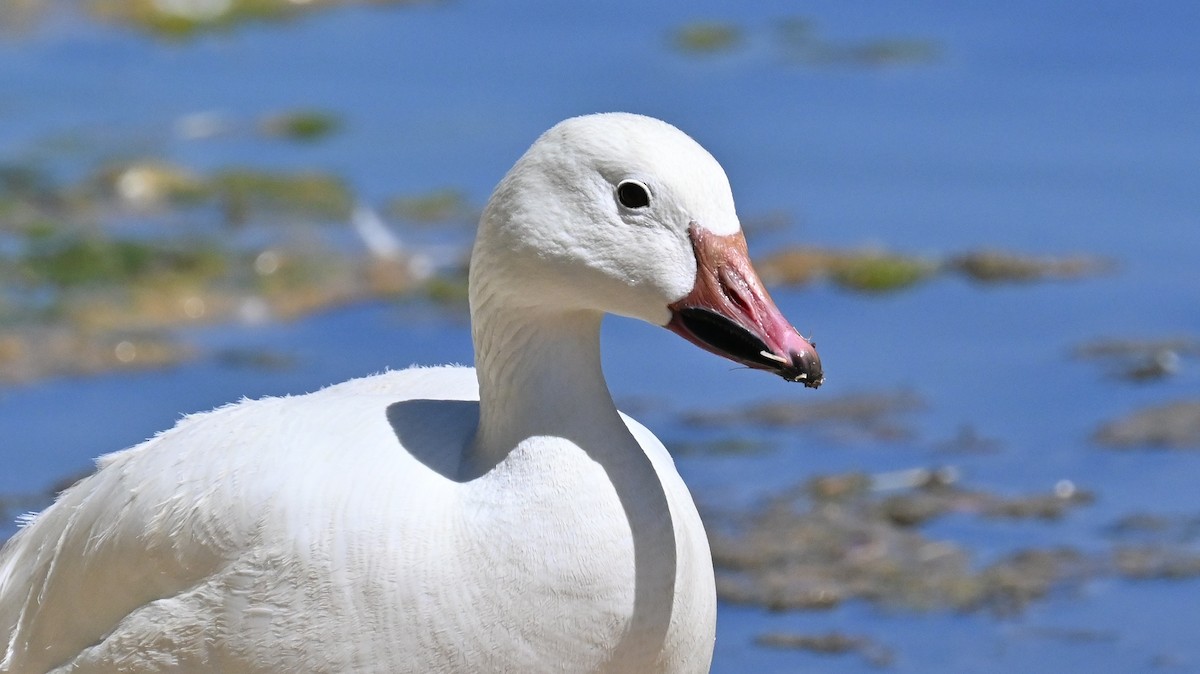 Snow Goose - ML620003329