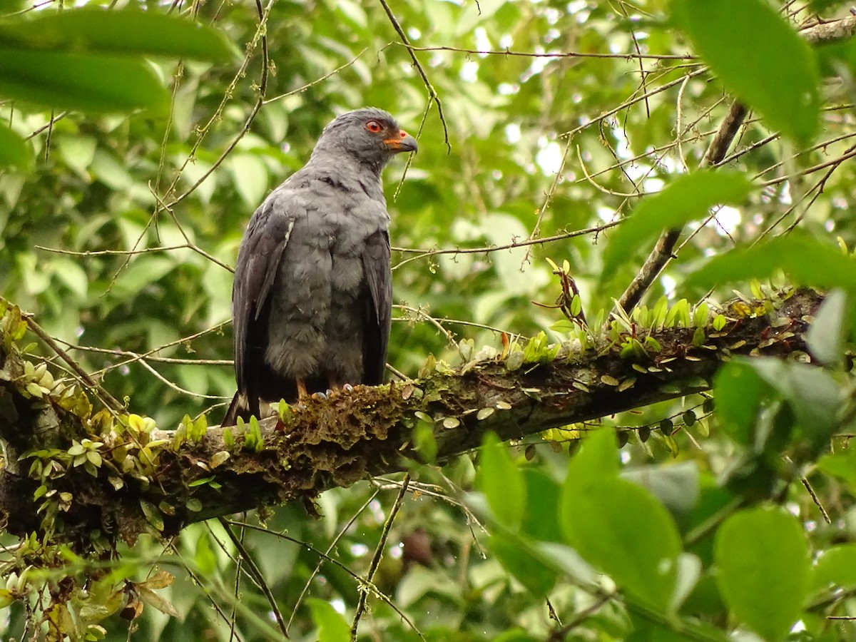 Plumbeous Hawk - ML620003333