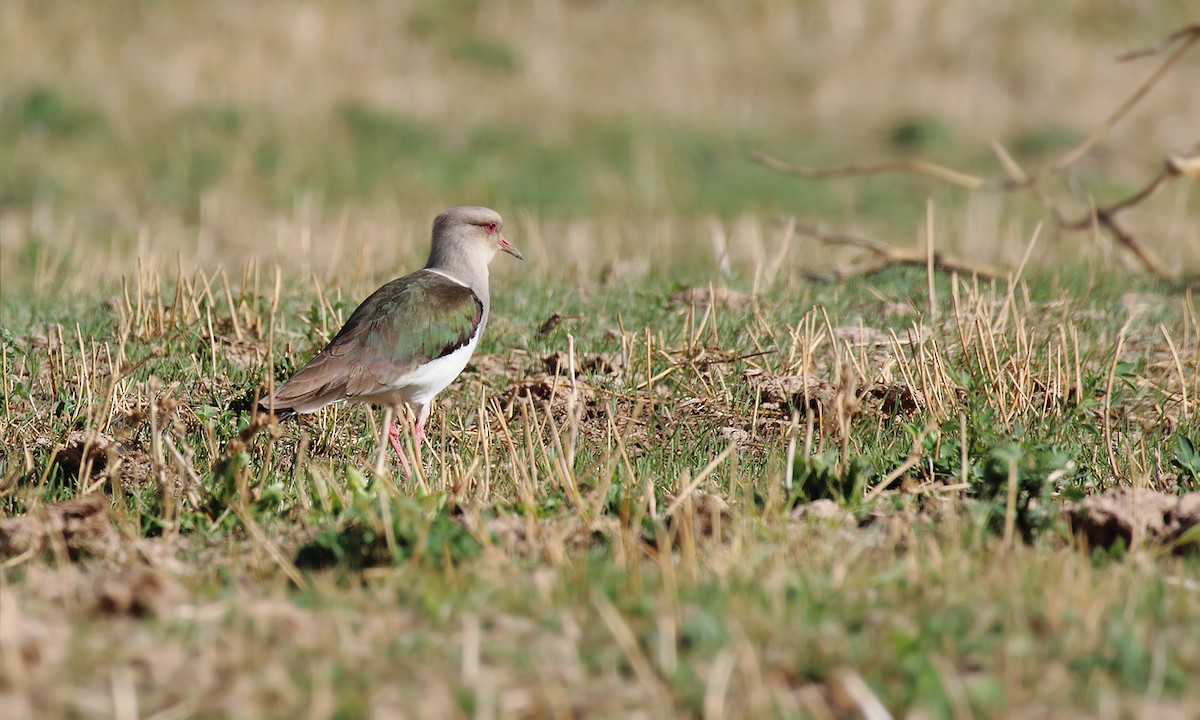 Andean Lapwing - ML620003338