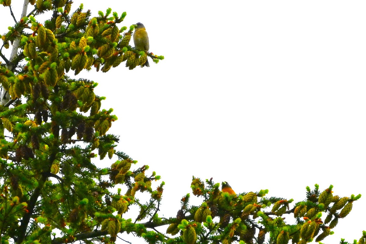 Evening Grosbeak - ML620003343