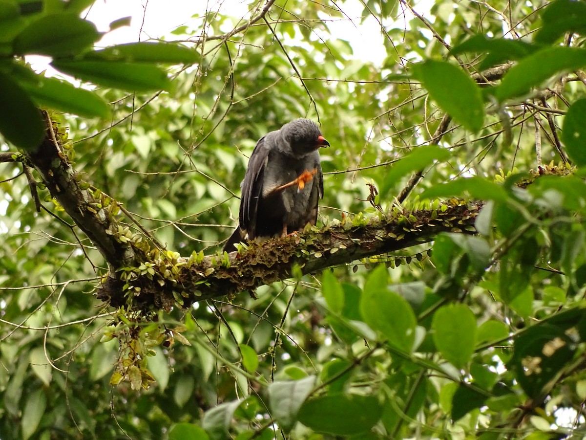 Plumbeous Hawk - ML620003353