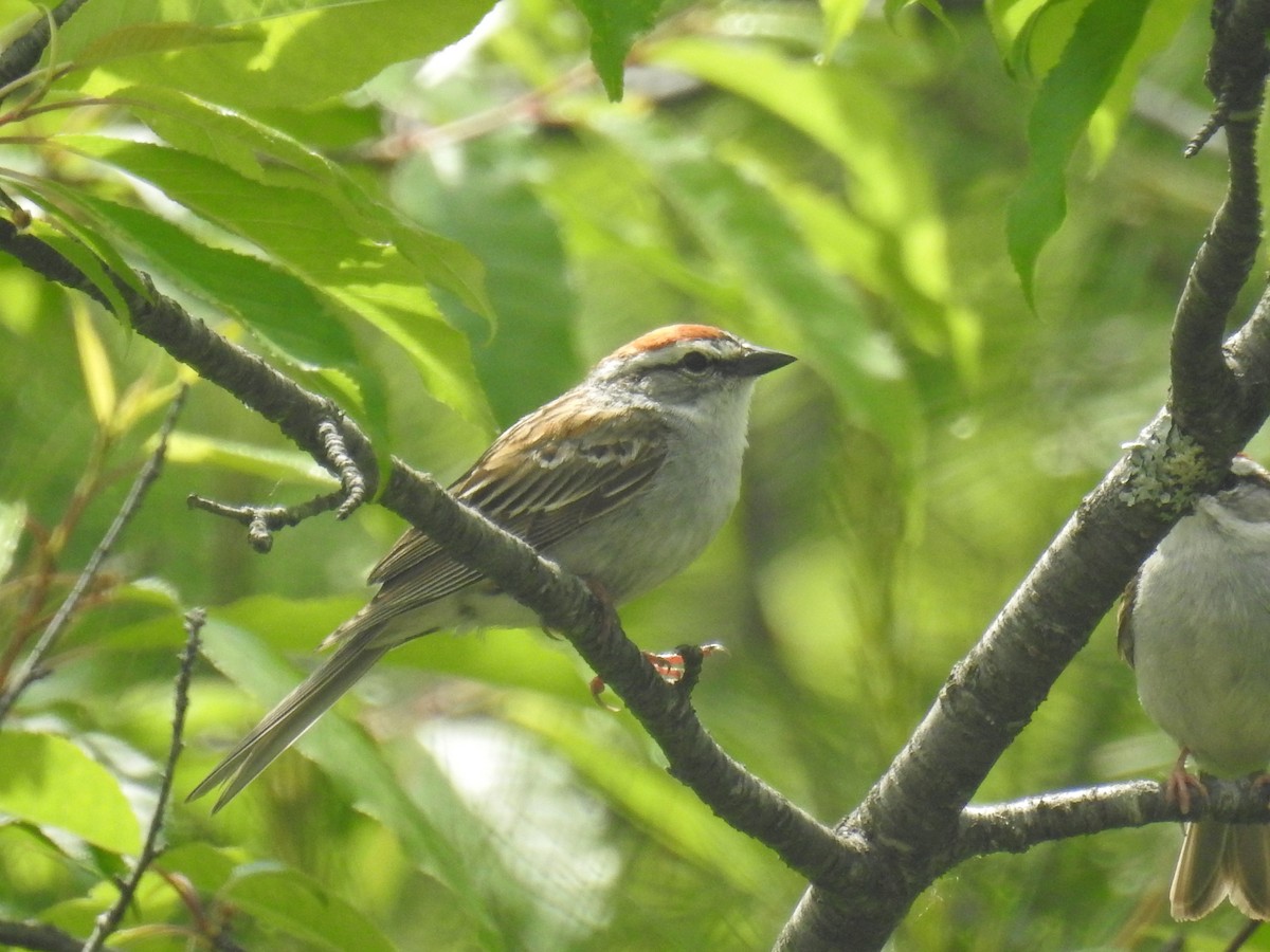 Chipping Sparrow - ML620003359