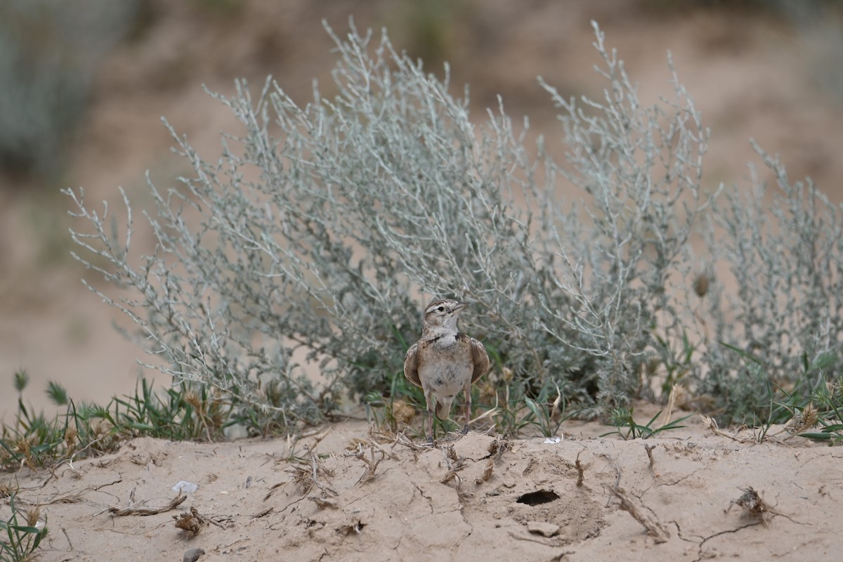 Greater Short-toed Lark - ML620003362