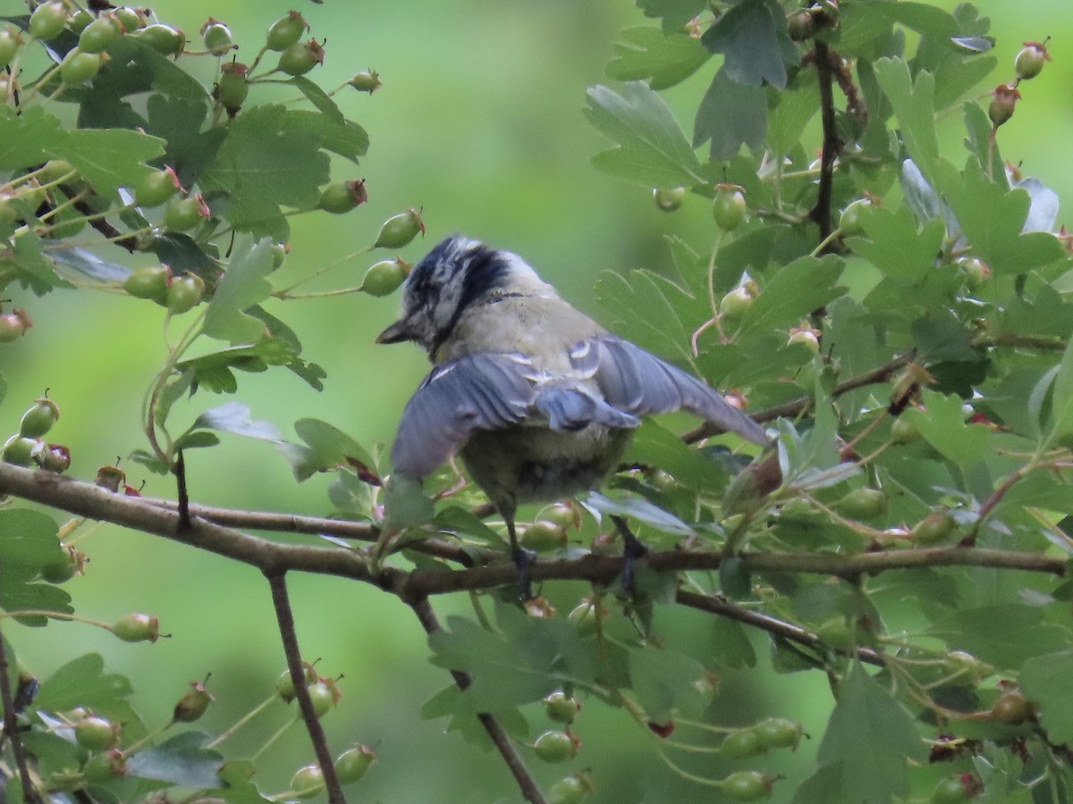 Eurasian Blue Tit - ML620003369