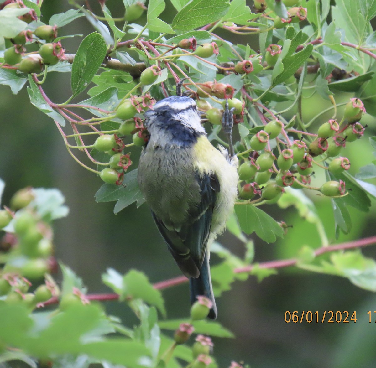 Eurasian Blue Tit - ML620003371