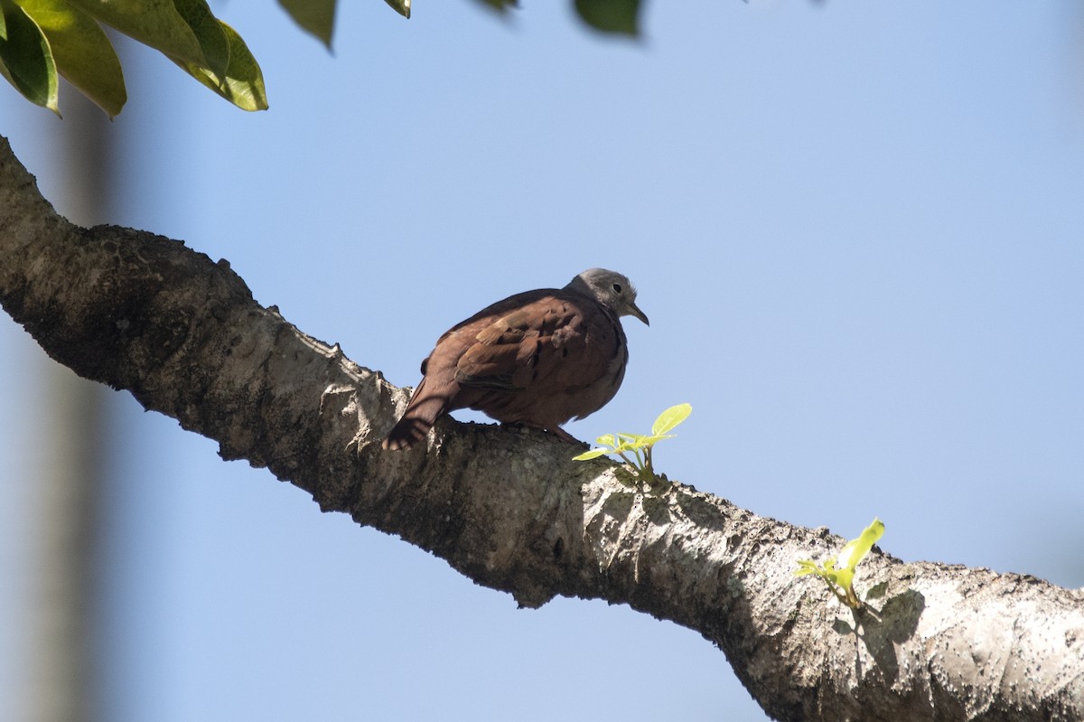 Ruddy Ground Dove - ML620003384