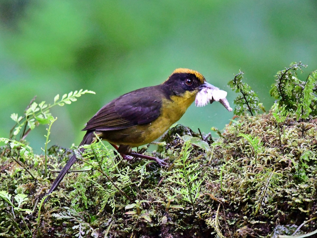 Tricolored Brushfinch - ML620003387