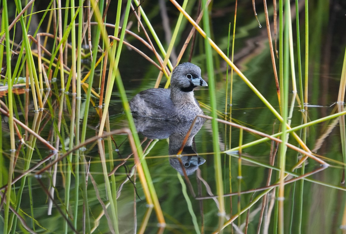 Pied-billed Grebe - ML620003399