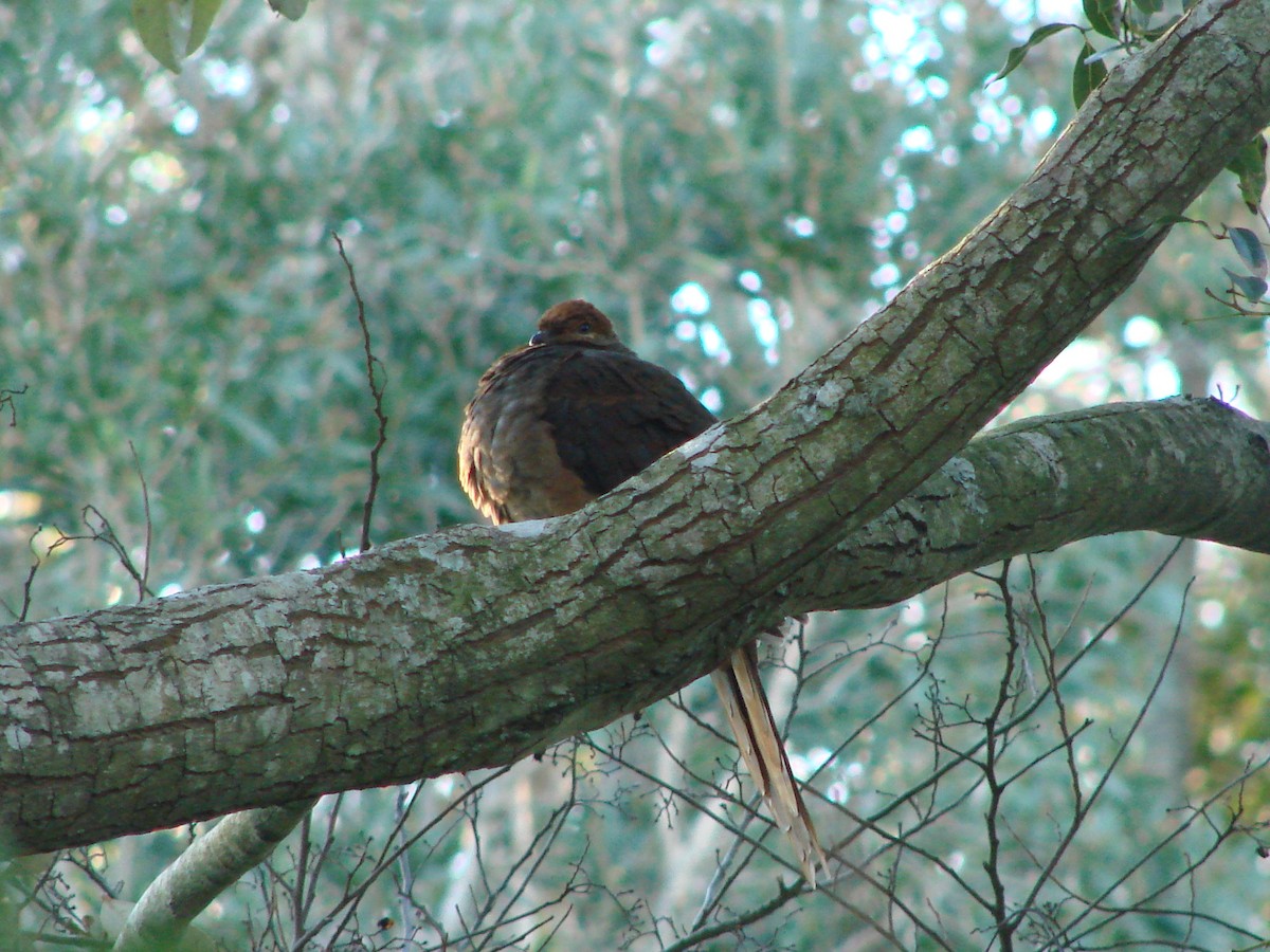 Brown Cuckoo-Dove - ML620003423