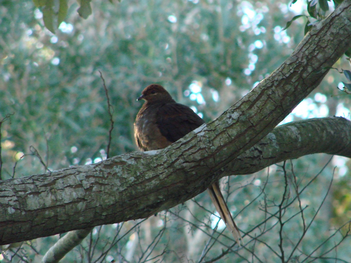 Brown Cuckoo-Dove - ML620003425
