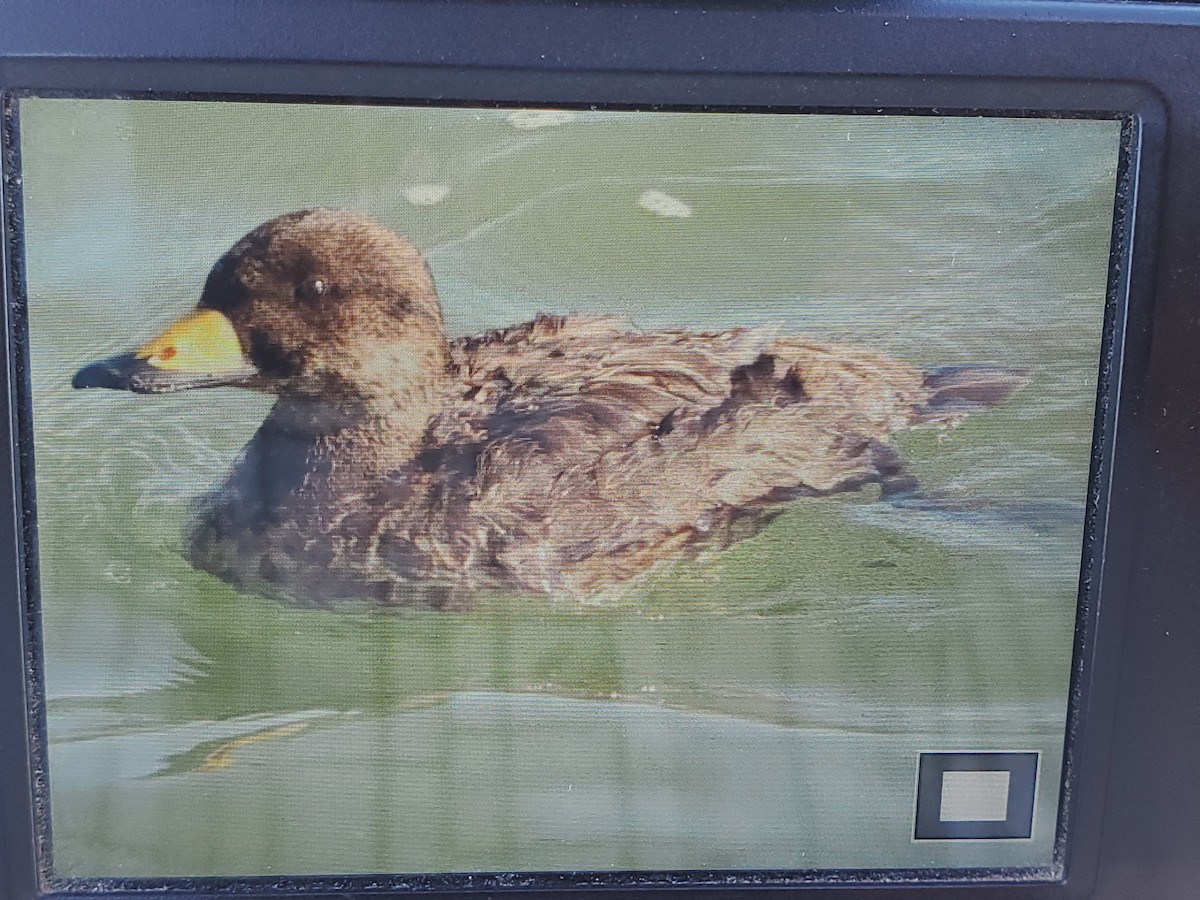 Black Scoter - ML620003438