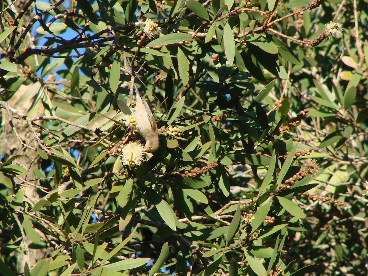 Mielero Escarlata - ML620003440