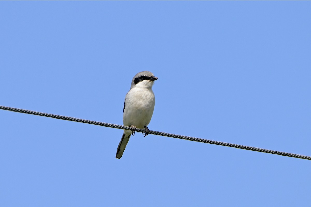 Loggerhead Shrike - ML620003442