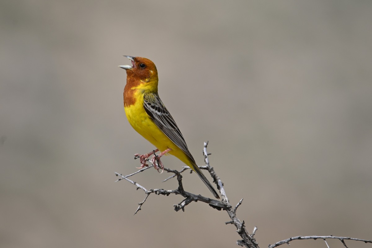 Red-headed Bunting - ML620003443