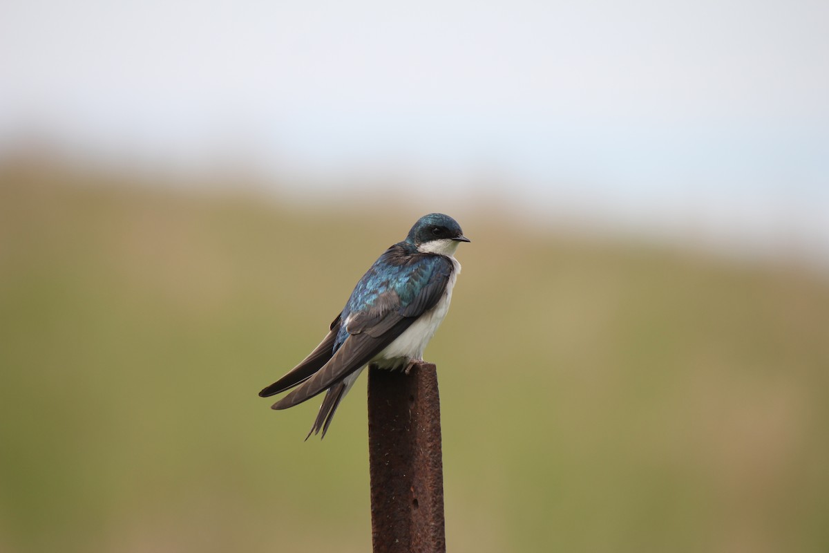 Golondrina Bicolor - ML620003445