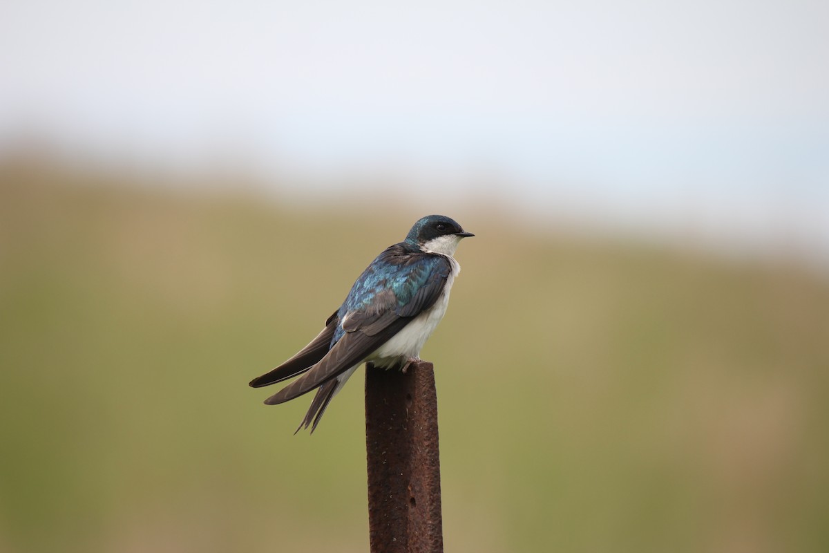 Golondrina Bicolor - ML620003449