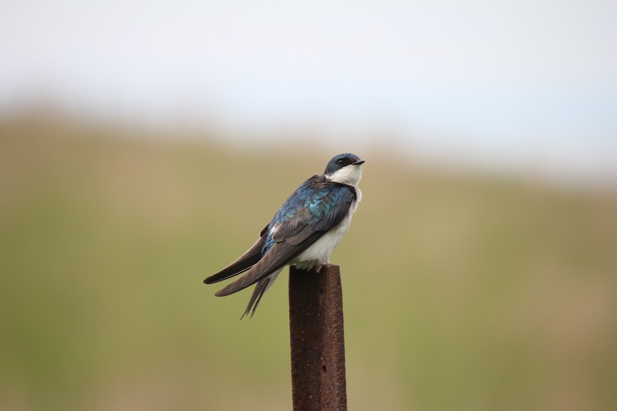 Golondrina Bicolor - ML620003453