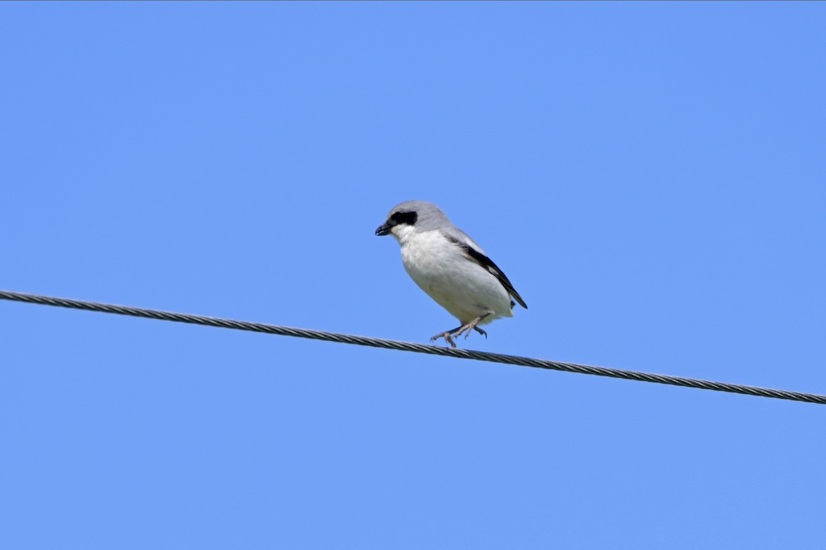 Loggerhead Shrike - ML620003454