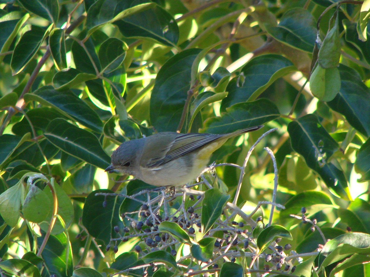 Golden Whistler - ML620003455