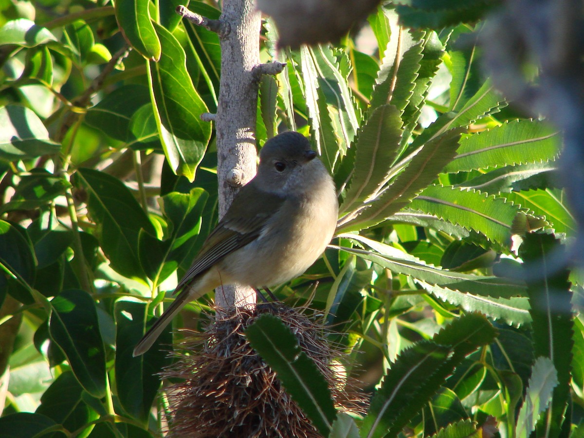 Golden Whistler - ML620003456