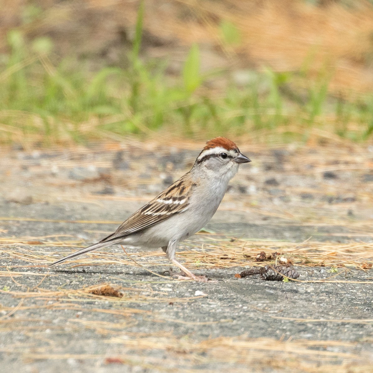 Chipping Sparrow - ML620003457