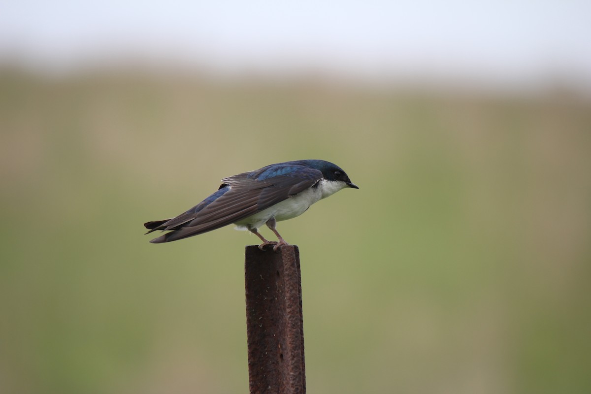 Tree Swallow - ML620003458