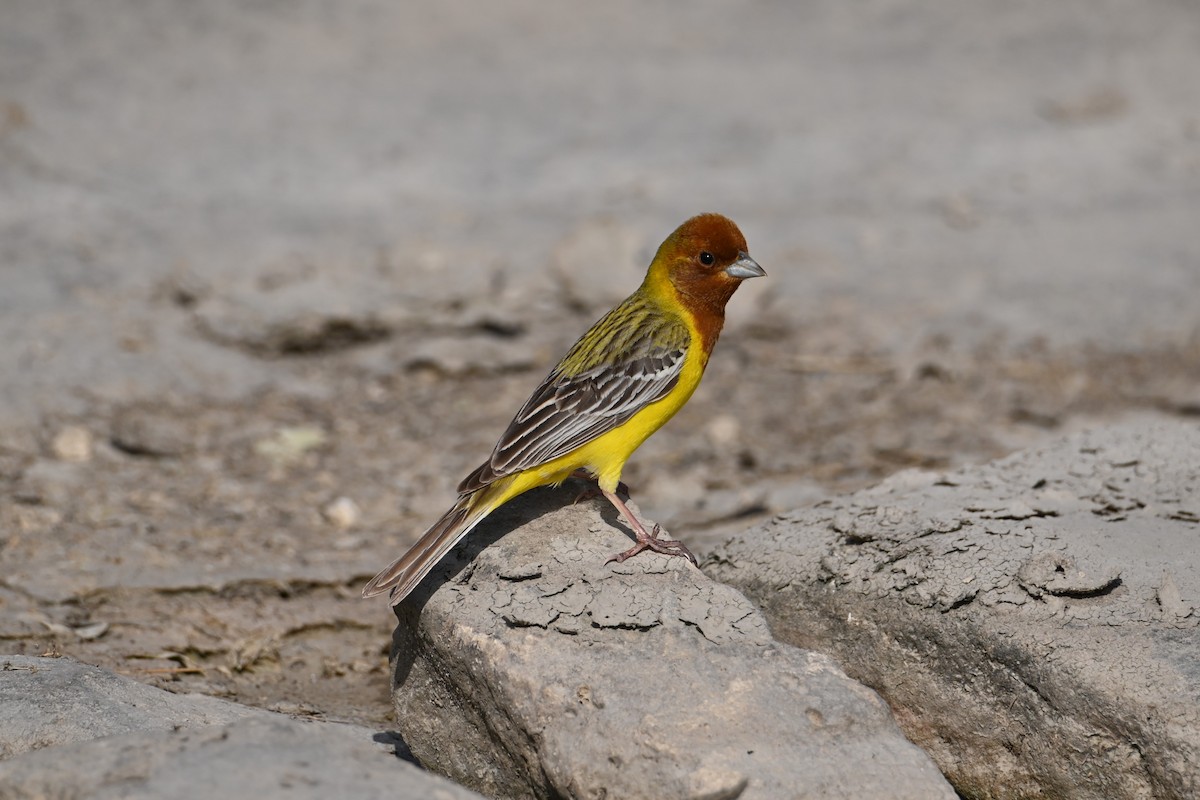 Red-headed Bunting - ML620003470
